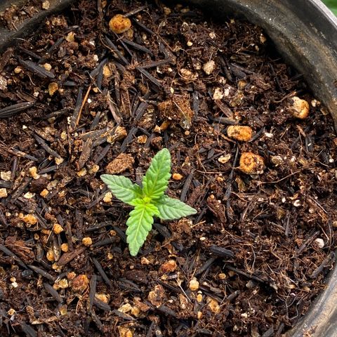 Mamão com Açucar growlog timeline photo