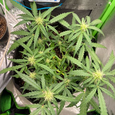 Amnesia Dentista growlog timeline photo