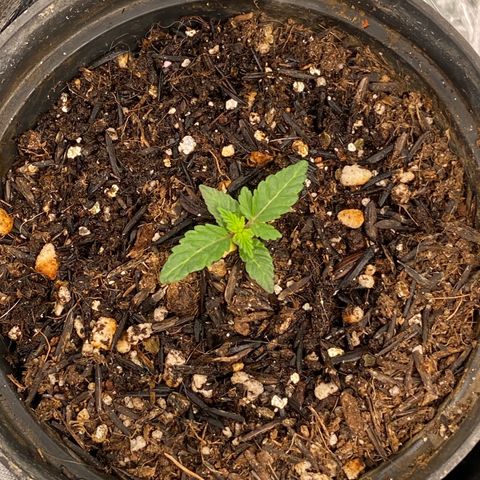 Mamão com Açucar growlog timeline photo