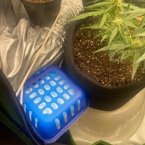 Amnesia Dentista growlog photo: Desumidificador de armario
