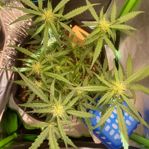 Amnesia Dentista growlog photo: Desfoliacao