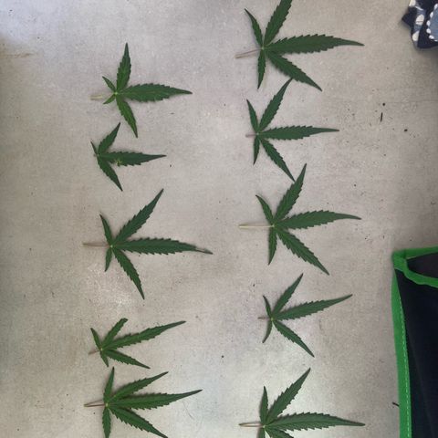 Amnesia Dentista growlog photo: Desfoliacao
