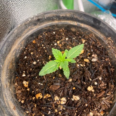 Mamão com Açucar growlog timeline photo
