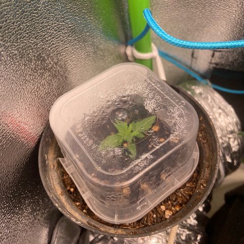 Mamão com Açucar growlog timeline photo