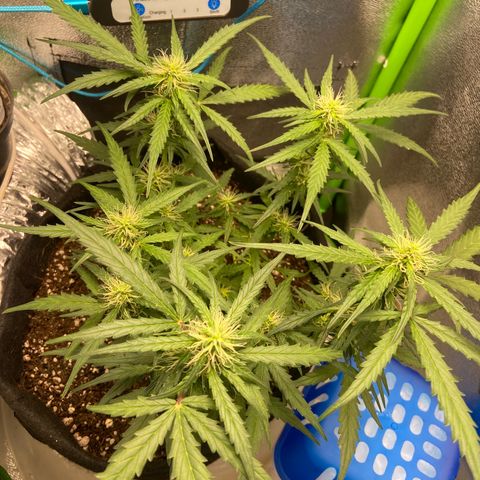 Amnesia Dentista growlog timeline photo