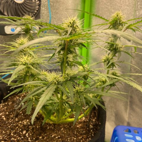 Amnesia Dentista growlog timeline photo
