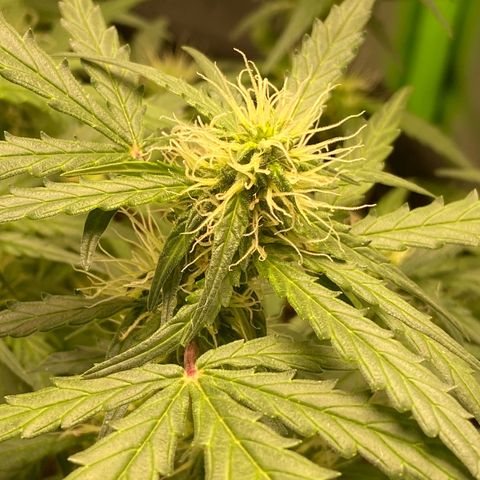 Amnesia Dentista growlog timeline photo