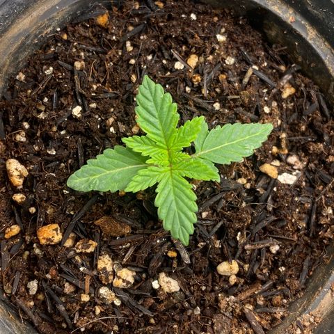 Mamão com Açucar growlog timeline photo