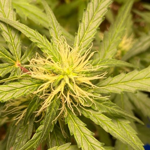 Amnesia Dentista growlog timeline photo