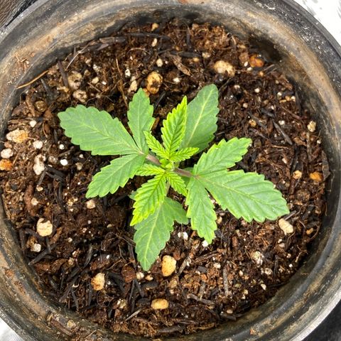 Mamão com Açucar growlog photo: Folhas de baixo um pouquinho murcha e com as bordas mais amareladas