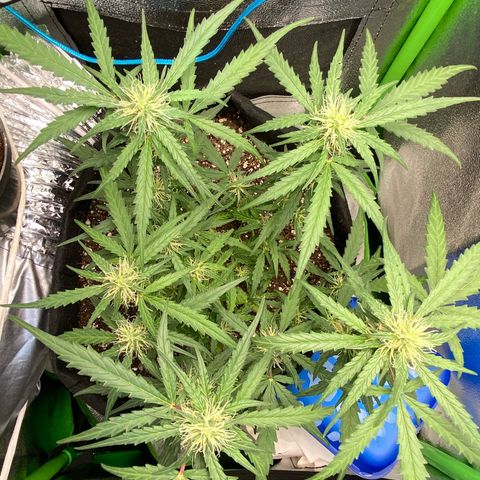 Amnesia Dentista growlog timeline photo