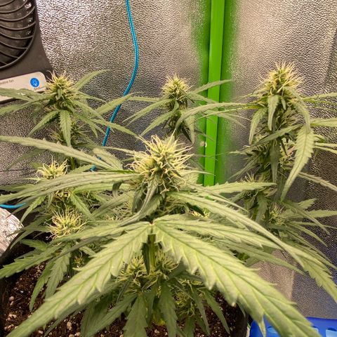 Amnesia Dentista growlog timeline photo