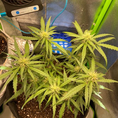 Amnesia Dentista growlog timeline photo