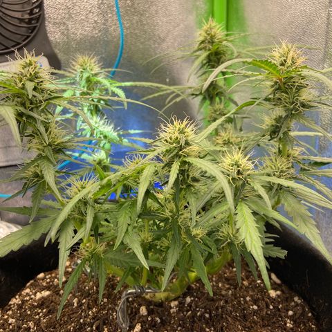 Amnesia Dentista growlog timeline photo