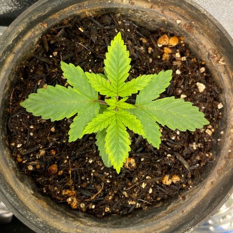 Mamão com Açucar growlog photo: Sem querer derrubei uma garrafa de agua nela, enxarcou a terra e isso travou um pouco e amarelou as pontas