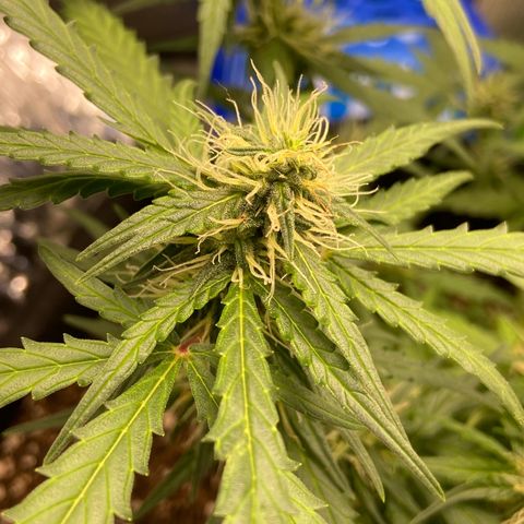 Amnesia Dentista growlog timeline photo