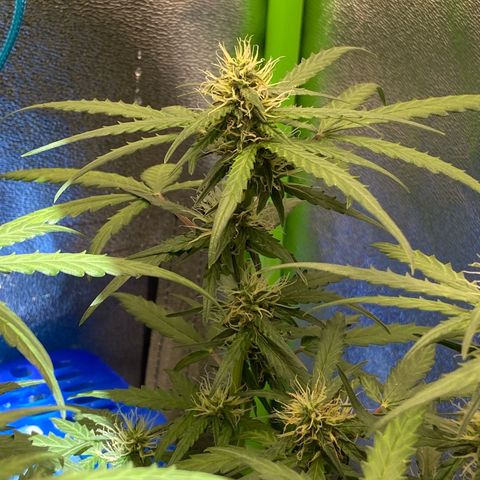 Amnesia Dentista growlog timeline photo