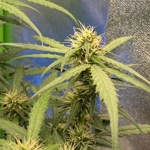 Amnesia Dentista growlog timeline photo