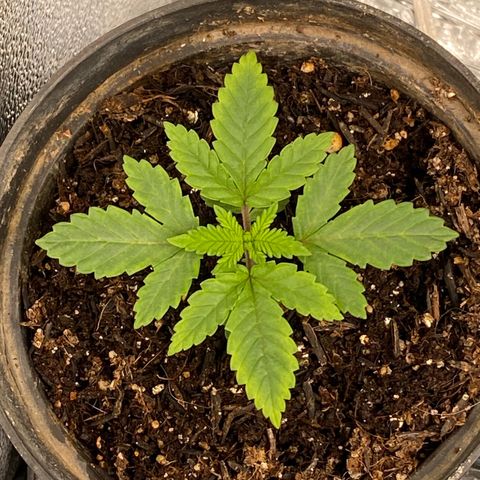 Mamão com Açucar growlog timeline photo