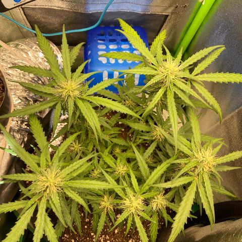 Amnesia Dentista growlog timeline photo