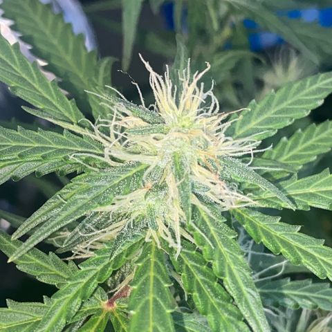 Amnesia Dentista growlog timeline photo