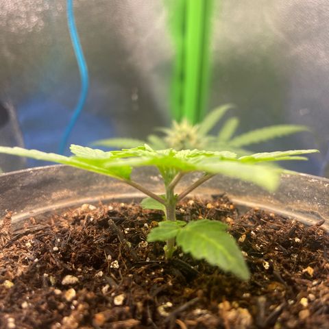 Mamão com Açucar growlog timeline photo