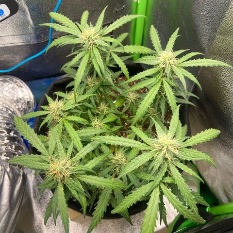 Amnesia Dentista growlog timeline photo