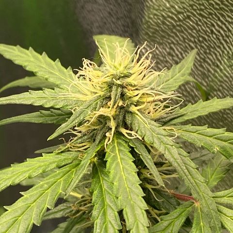 Amnesia Dentista growlog timeline photo