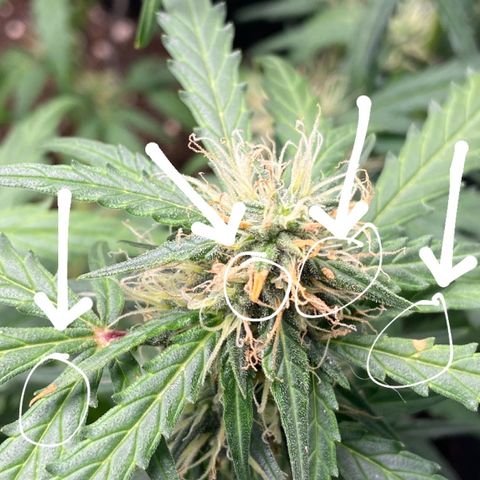 Amnesia Dentista growlog photo: Apareceram algumas queimaduras em um dos buds. Qcho que foi o ‘suor’ da planta