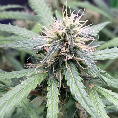 Amnesia Dentista growlog timeline photo