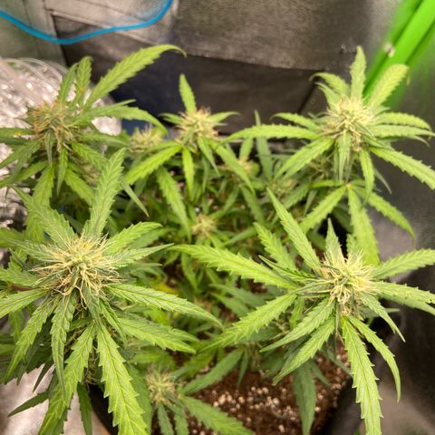 Amnesia Dentista growlog timeline photo