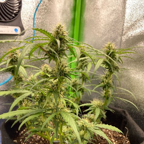 Amnesia Dentista growlog timeline photo