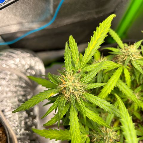 Amnesia Dentista growlog timeline photo