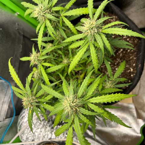 Amnesia Dentista growlog timeline photo