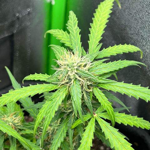 Amnesia Dentista growlog timeline photo