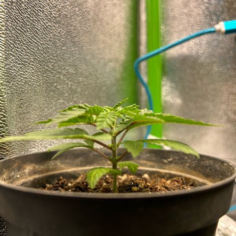 Mamão com Açucar growlog timeline photo