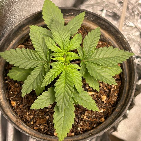 Mamão com Açucar growlog timeline photo