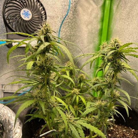 Amnesia Dentista growlog timeline photo