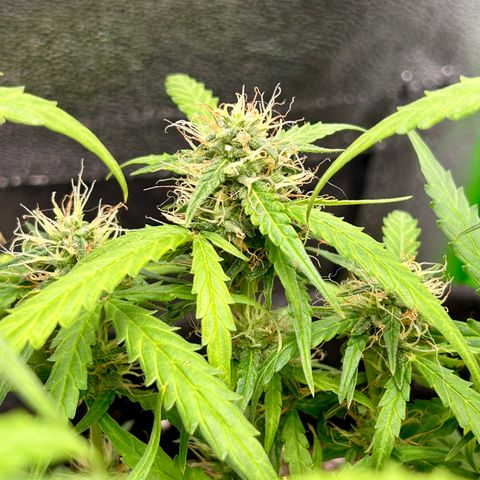 Amnesia Dentista growlog timeline photo