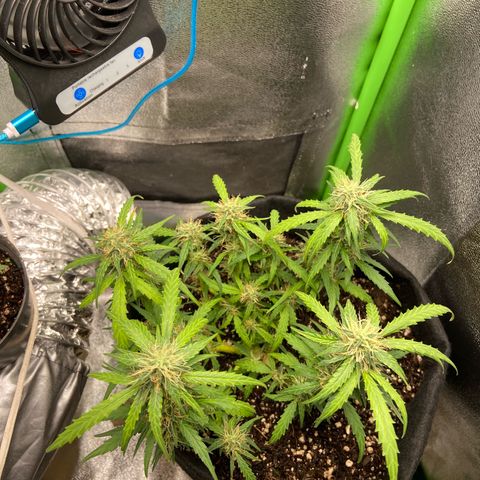 Amnesia Dentista growlog timeline photo