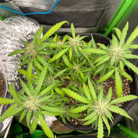 Amnesia Dentista growlog timeline photo