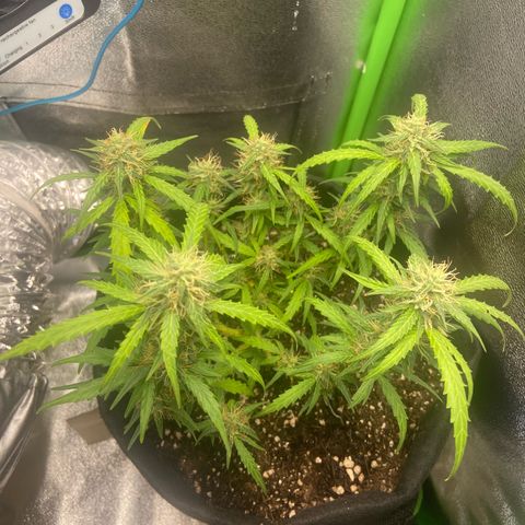 Amnesia Dentista growlog timeline photo