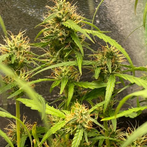 Amnesia Dentista growlog timeline photo