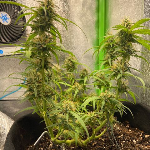 Amnesia Dentista growlog timeline photo