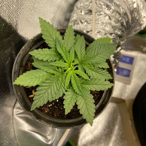Mamão com Açucar growlog timeline photo