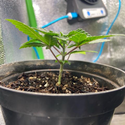 Mamão com Açucar growlog timeline photo