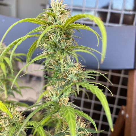 Amnesia Dentista growlog timeline photo