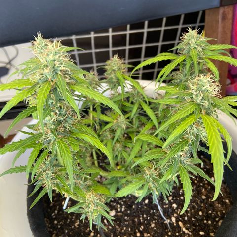 Amnesia Dentista growlog timeline photo