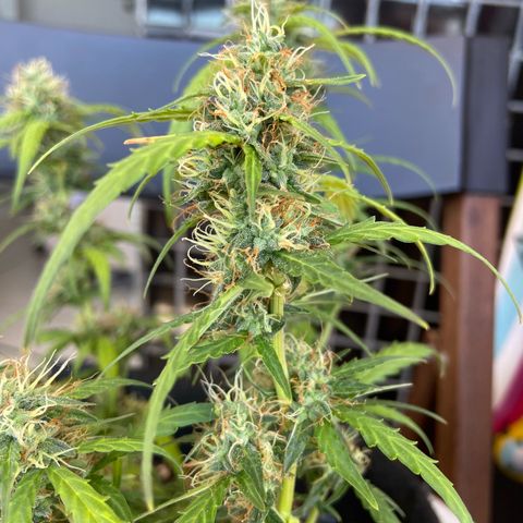 Amnesia Dentista growlog timeline photo
