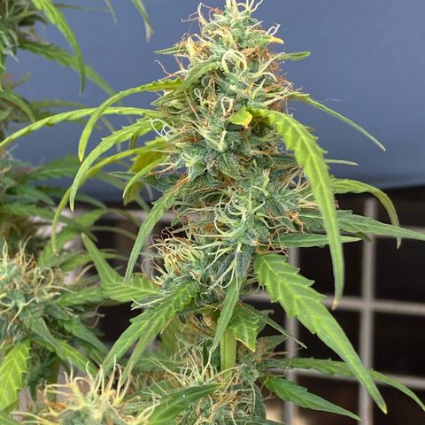 Amnesia Dentista growlog timeline photo